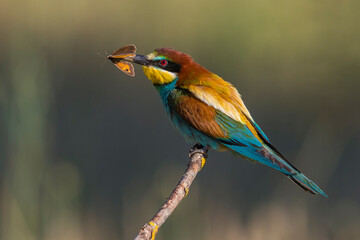 Bijeneter, European Bee-eater, Merops apiaster