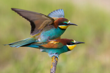Bijeneter; Bee-eater; Merops apiaster