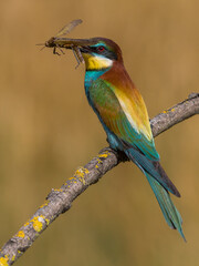 Bijeneter, European Bee-eater, Merops apiaster
