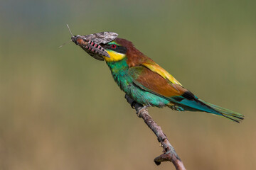 Bijeneter, European Bee-eater, Merops apiaster