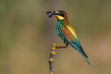 Bijeneter, European Bee-eater, Merops apiaster