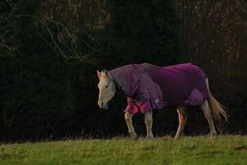Horse dressed for winter in pink  horse blankets., in English field.