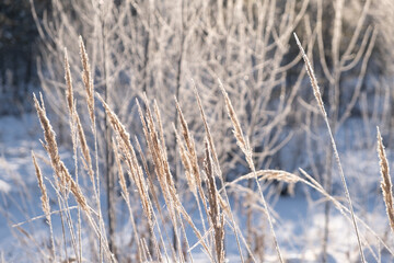 Fototapeta premium Frozen ears of wheat in the snow. Ears of corn in a winter landscape