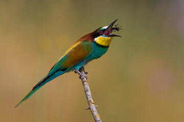 Bijeneter, European Bee-eater, Merops apiaster