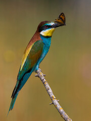 Bijeneter, European Bee-eater, Merops apiaster