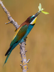 Bijeneter, European Bee-eater, Merops apiaster