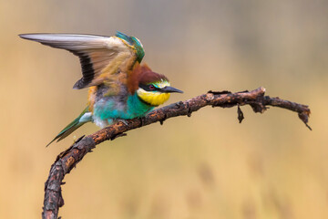 Bijeneter, European Bee-eater, Merops apiaster