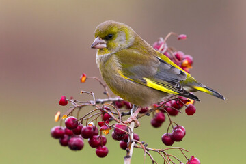 Groenling; Greenfinch; Carduelis chloris