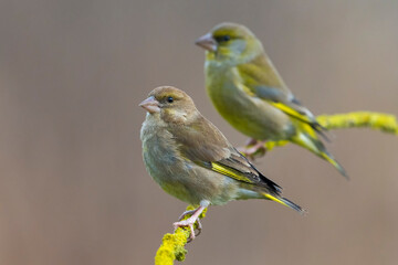 Groenling; Greenfinch; Carduelis chloris