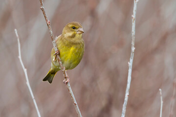 Groenling; Greenfinch; Carduelis chloris