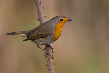 Fototapeta premium Roodborst; European Robin; Erithacus rubecula