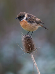 Roodborsttapuit; European Stonechat; Saxicola rubicola