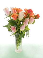 pretty multicolor flowers of rose bush close up