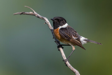Roodborsttapuit; European Stonechat; Saxicola rubicola