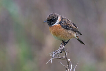 Roodborsttapuit; European Stonechat; Saxicola rubicola