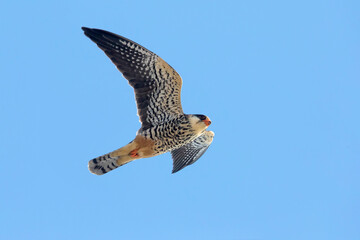 Amoerroodpootvalk; Amur Falcon; Falco amurensis