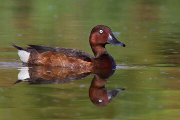 Witoogeend, Ferruginous Duck; Aythya nyroca