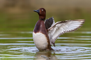 Witoogeend; Ferruginous Duck; Aythya nyroca