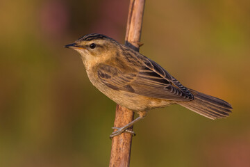 Rietzanger; Sedge Warbler; Acrocephalus schoenobaenus