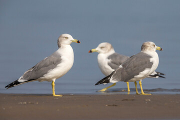 Japanse Meeuw; Black-tailed Gull; Larus crassirostris