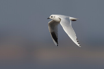 Saunders' Meeuw; Saunders's Gull; Saundersilarus saundersi