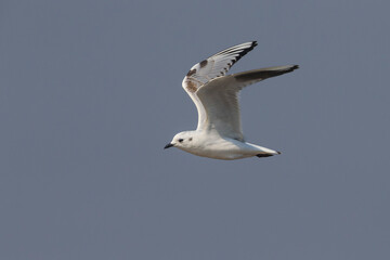 Saunders' Meeuw; Saunders's Gull; Saundersilarus saundersi