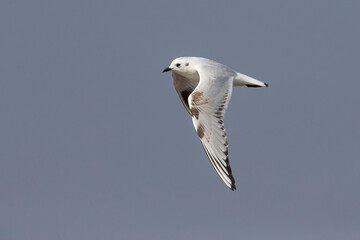 Saunders' Meeuw; Saunders's Gull; Saundersilarus saundersi
