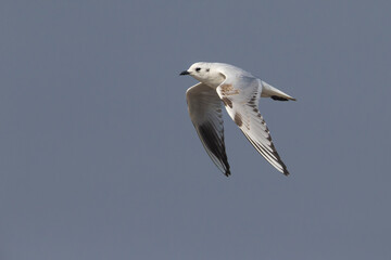 Saunders' Meeuw; Saunders's Gull; Saundersilarus saundersi