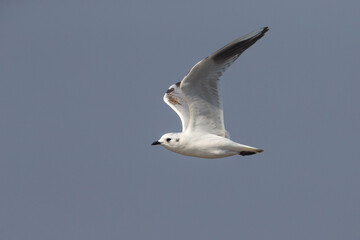 Saunders' Meeuw; Saunders's Gull; Saundersilarus saundersi