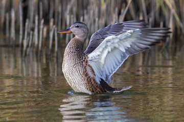 Krakeend, Gadwall; Anas strepera