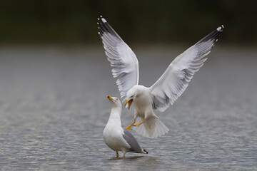 Geelpootmeeuw; Yellow-legged Gull; Larus michahellis