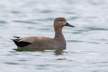 Krakeend, Gadwall; Anas strepera