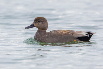 Krakeend, Gadwall; Anas strepera