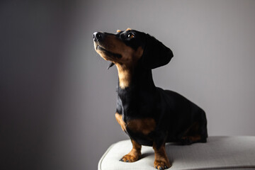 Dackel Zwergdackel Schwarz-Braun Hund