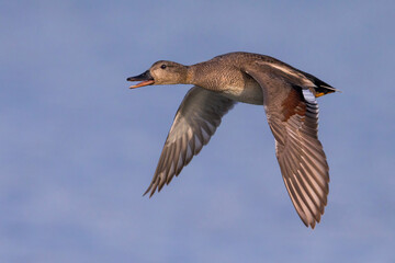 Krakeend; Gadwall; Anas strepera