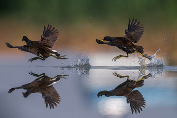 Waterhoen; Common Moorhen; Gallinula chloropus