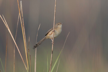 Plain prinia (Prinia inornata) or plain wren-warbler or white-browed wren-warbler at Rajarhat grassland, Kolkata, India.