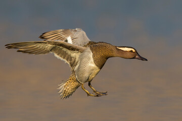 Zomertaling; Garganey; Anas querquedula