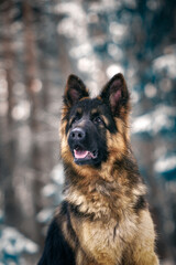 Portrait of a beautiful long-haired German shepherd dog in the winter forest in the evening.