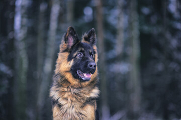 Portrait of a beautiful long-haired German shepherd dog in the winter forest in the evening.