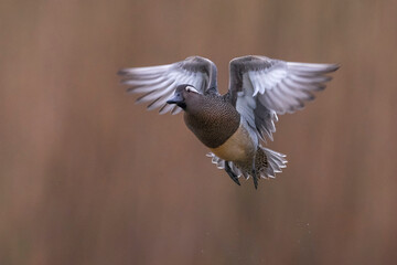 Zomertaling; Garganey; Anas querquedula