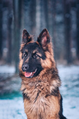 Portrait of a beautiful long-haired German shepherd dog in the winter forest in the evening.