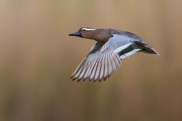 Zomertaling; Garganey; Anas querquedula