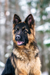 Portrait of a beautiful long-haired German shepherd dog in the winter forest in the evening.