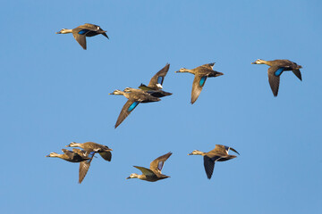 Chinese Vlekbekeend, Eastern Spot-billed Duck, Anas zonorhyncha