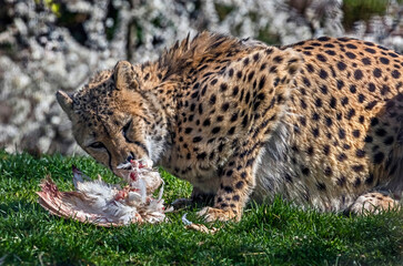 Cheetah eating chicken on the lawn. Latin name - Acinonyx jubatus	
