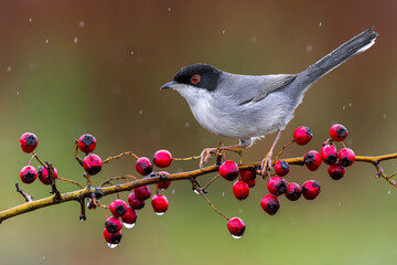 Kleine Zwartkop; Sardinian Warbler; Sylvia melanocephala