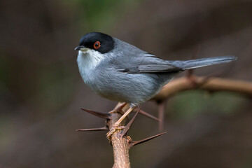 Kleine Zwartkop; Sardinian Warbler; Sylvia melanocephala