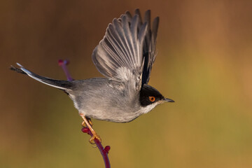 Kleine Zwartkop; Sardinian Warbler; Sylvia melanocephala