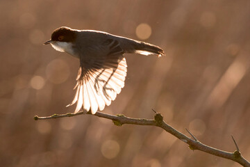 Kleine Zwartkop; Sardinian Warbler; Sylvia melanocephala
